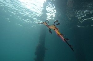 Weedy Seadragon    